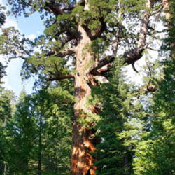 Location: The \"Grizzly Giant\" is one of the main attractions in Mariposa Grove in Yosemite National Park. It is a landmark ancient Giant redwood (Sequoiadendron giganteum) tree.
Date: August 2005
credit: Mike Murphy