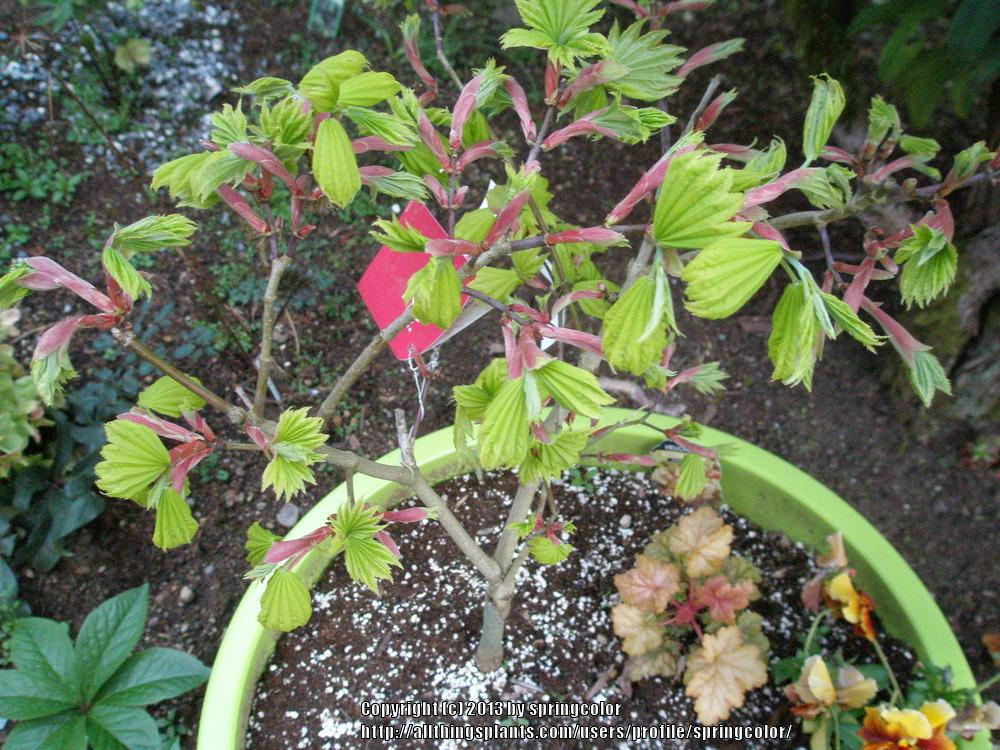 Photo of Golden Full Moon Maple (Acer shirasawanum 'Aureum') uploaded by springcolor
