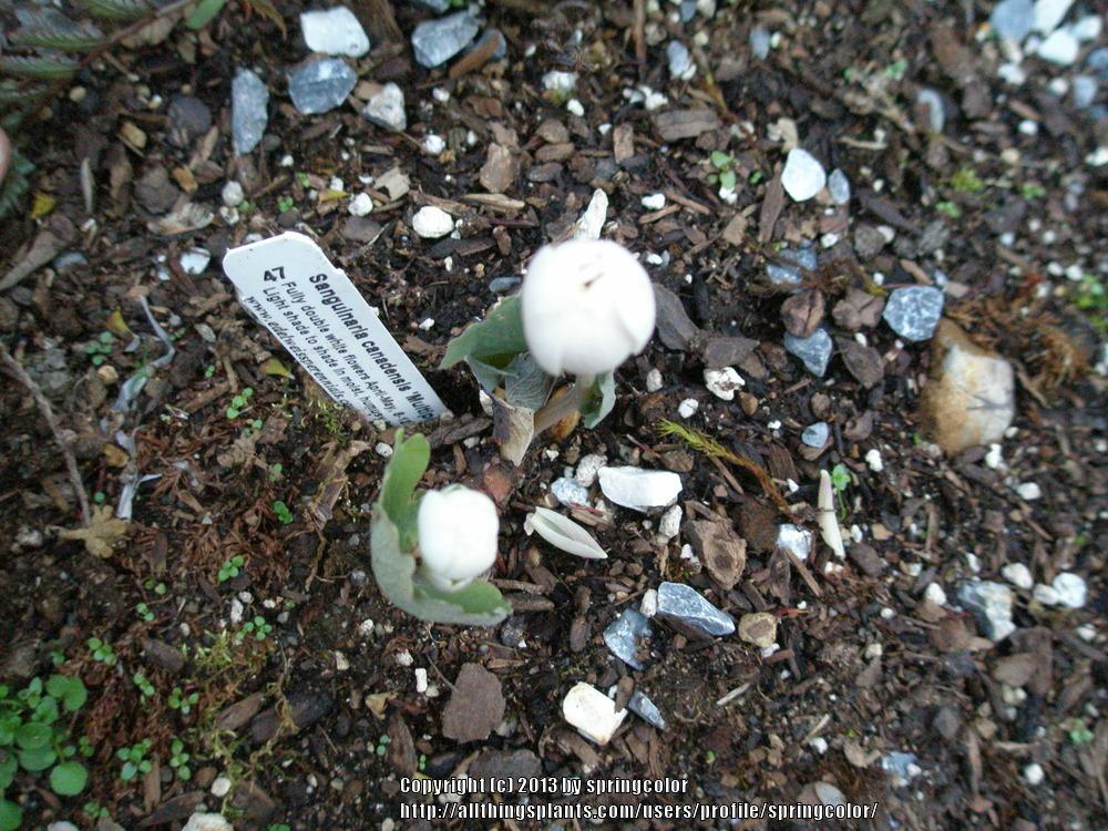Photo of Bloodroot (Sanguinaria canadensis 'Multiplex') uploaded by springcolor