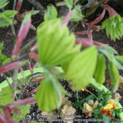 Location: Western Washington
Date: 2013-04-17
spring leaves