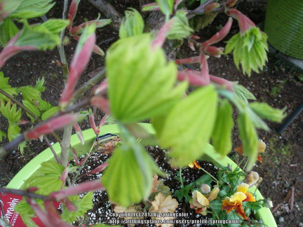 Photo of Golden Full Moon Maple (Acer shirasawanum 'Aureum') uploaded by springcolor