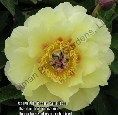 Photo of Intersectional Peony (Paeonia 'Garden Treasure') uploaded by vic