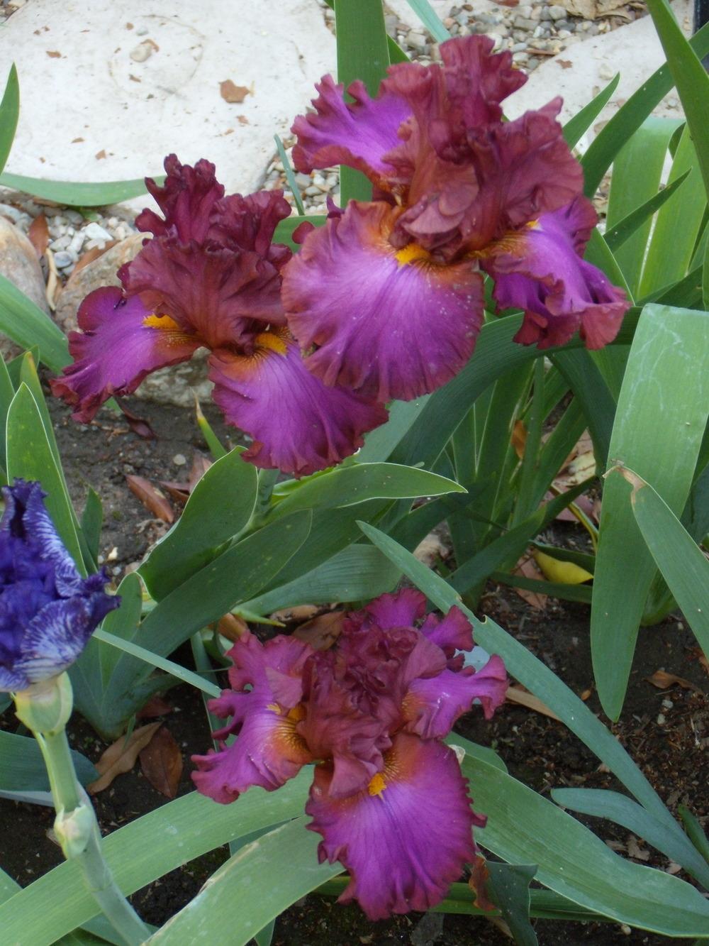 Photo of Tall Bearded Iris (Iris 'Marching Orders') uploaded by Betja
