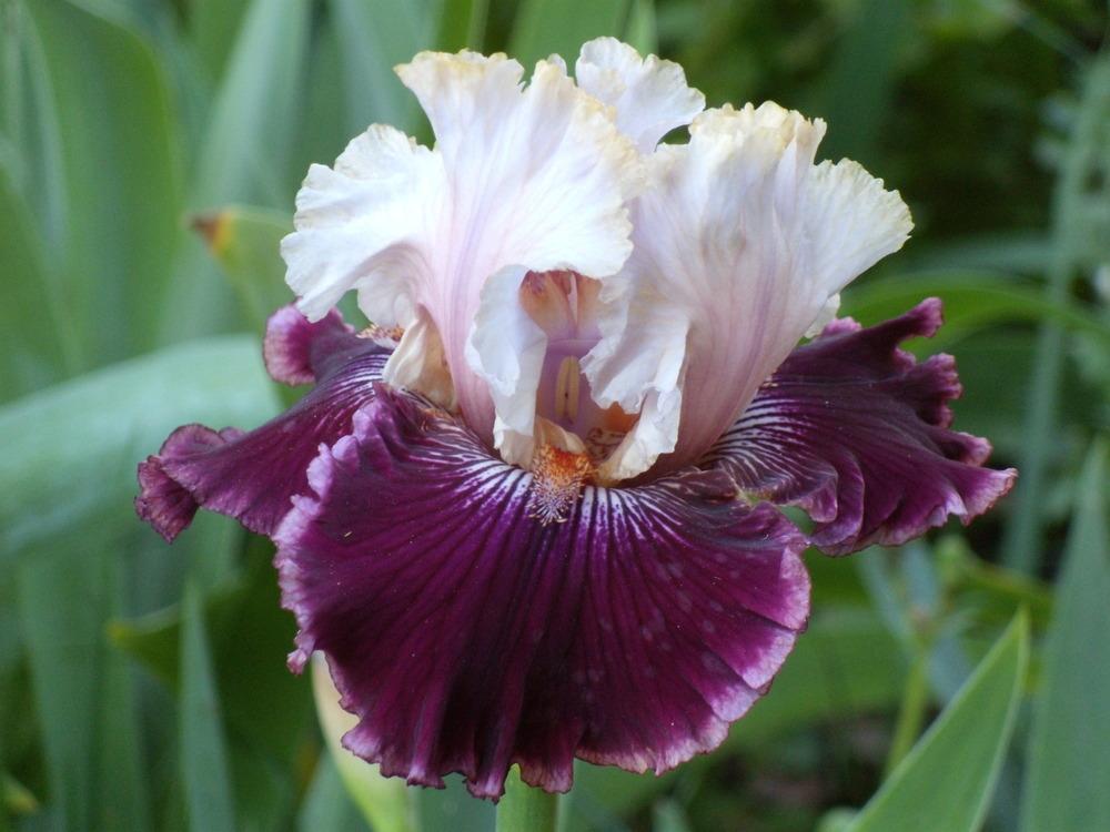 Photo of Tall Bearded Iris (Iris 'Vanilla Berry') uploaded by Betja