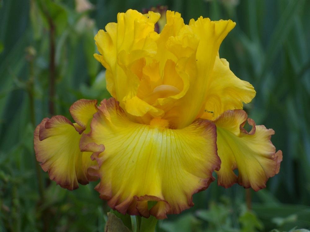 Photo of Tall Bearded Iris (Iris 'Rim of Fire') uploaded by Betja