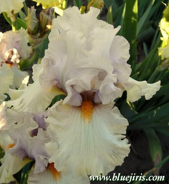 Photo of Tall Bearded Iris (Iris 'Opposing Forces') uploaded by Calif_Sue
