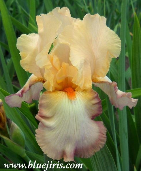 Photo of Tall Bearded Iris (Iris 'Peach Picotee') uploaded by Calif_Sue
