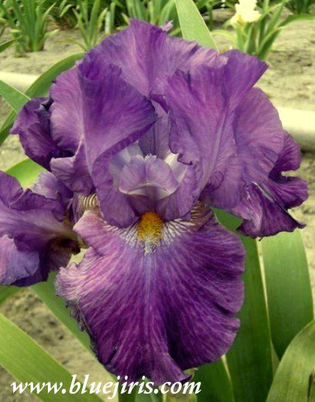 Photo of Tall Bearded Iris (Iris 'Pennellata') uploaded by Calif_Sue