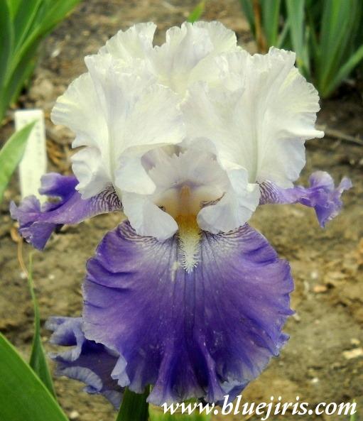 Photo of Tall Bearded Iris (Iris 'Pacific Belle') uploaded by Calif_Sue