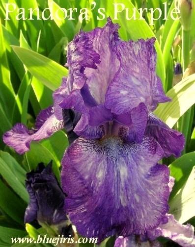 Photo of Tall Bearded Iris (Iris 'Pandora's Purple') uploaded by Calif_Sue