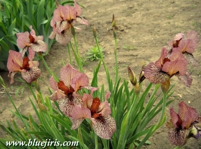 Photo of Arilbred Iris (Iris 'Oyez') uploaded by Calif_Sue