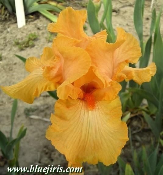 Photo of Tall Bearded Iris (Iris 'Oriental Knight') uploaded by Calif_Sue