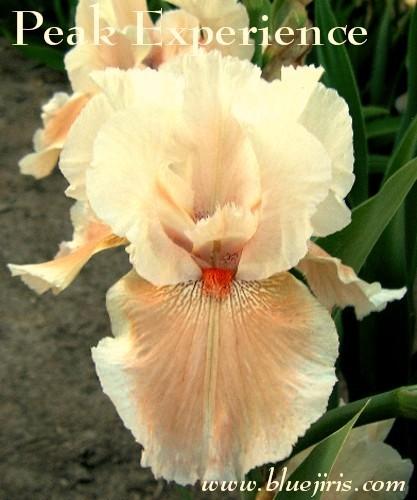 Photo of Tall Bearded Iris (Iris 'Peak Experience') uploaded by Calif_Sue
