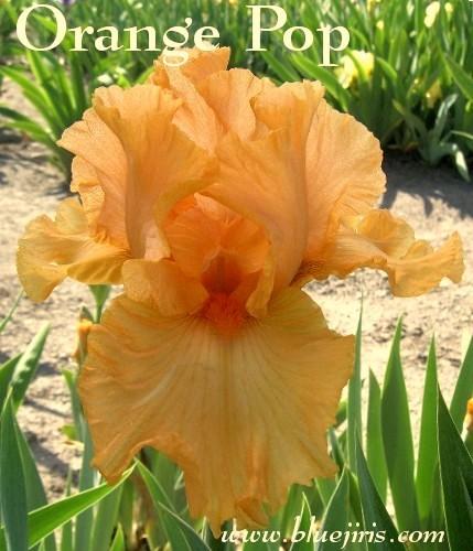 Photo of Border Bearded Iris (Iris 'Orange Pop') uploaded by Calif_Sue