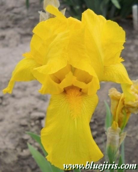 Photo of Tall Bearded Iris (Iris 'Ola Kala') uploaded by Calif_Sue