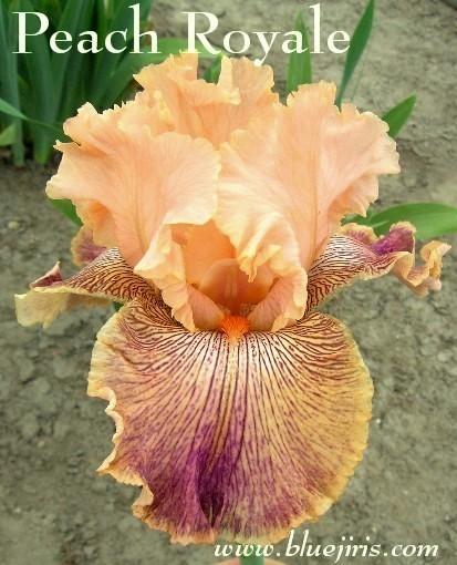 Photo of Tall Bearded Iris (Iris 'Peach Royale') uploaded by Calif_Sue