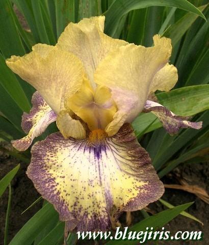 Photo of Tall Bearded Iris (Iris 'Ominous Stranger') uploaded by Calif_Sue