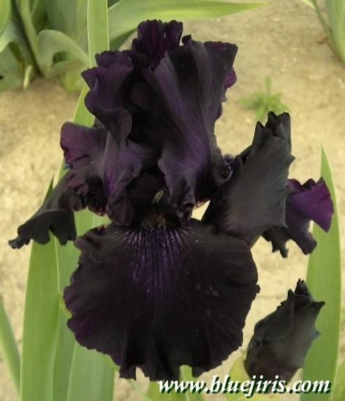 Photo of Tall Bearded Iris (Iris 'Ozark Rebounder') uploaded by Calif_Sue