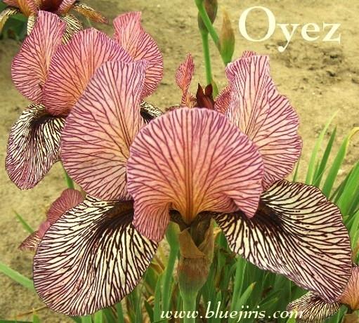 Photo of Arilbred Iris (Iris 'Oyez') uploaded by Calif_Sue