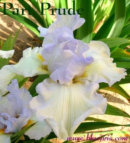 Photo of Tall Bearded Iris (Iris 'Part Prude') uploaded by Calif_Sue