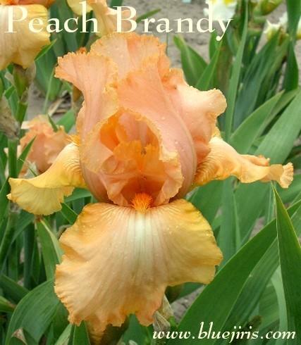 Photo of Tall Bearded Iris (Iris 'Peach Brandy') uploaded by Calif_Sue