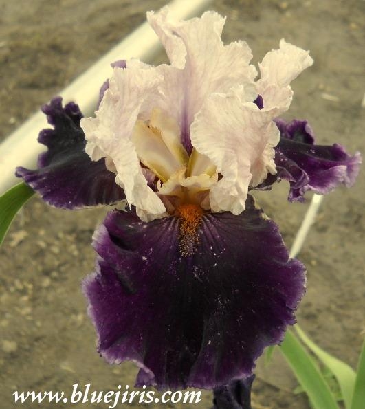 Photo of Tall Bearded Iris (Iris 'Paris Option') uploaded by Calif_Sue