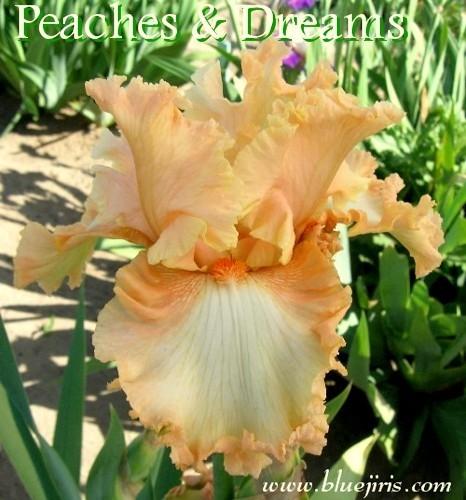Photo of Tall Bearded Iris (Iris 'Peaches and Dreams') uploaded by Calif_Sue