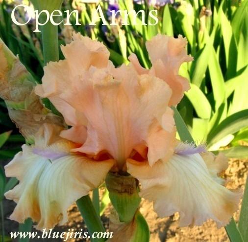 Photo of Tall Bearded Iris (Iris 'Open Arms') uploaded by Calif_Sue