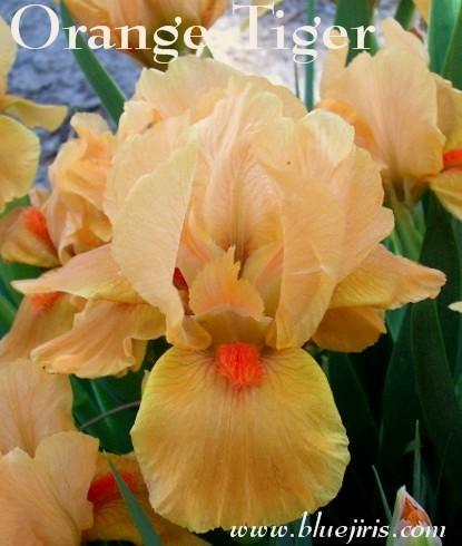 Photo of Standard Dwarf Bearded Iris (Iris 'Orange Tiger') uploaded by Calif_Sue