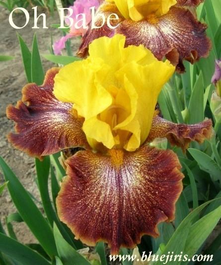Photo of Tall Bearded Iris (Iris 'Oh Babe') uploaded by Calif_Sue
