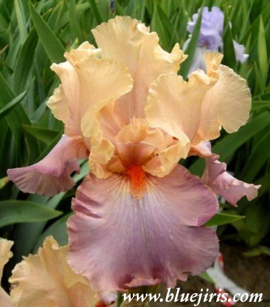 Photo of Tall Bearded Iris (Iris 'Panama Fling') uploaded by Calif_Sue