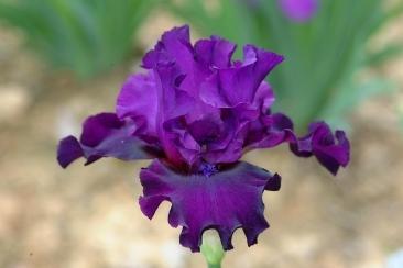 Photo of Tall Bearded Iris (Iris 'Diabolique') uploaded by eclayne