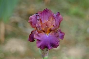 Photo of Tall Bearded Iris (Iris 'Dance the Night Away') uploaded by eclayne