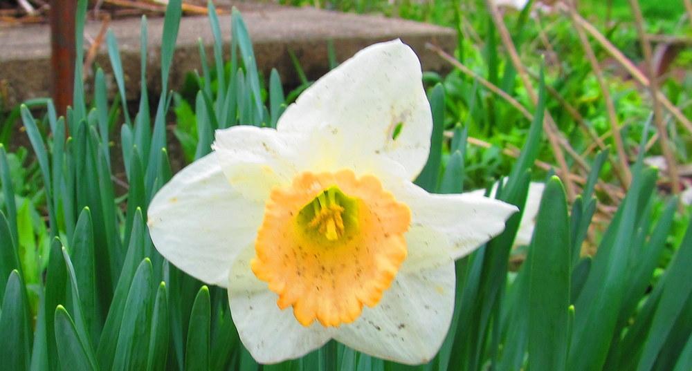 Photo of Large-cupped Daffodil (Narcissus 'Salome') uploaded by jmorth