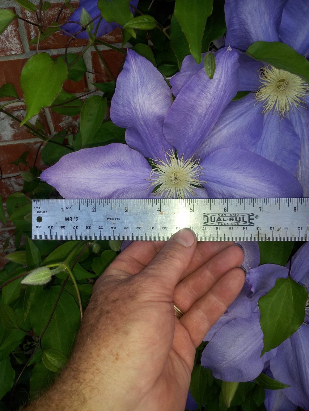 Photo of Clematis 'Ramona' uploaded by pniksch