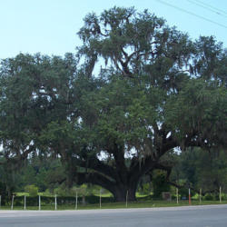 Location: Historic oak in Volusia, Florida, on the St. Johns River.
Date: August 2007.
credit: Ebyabe.