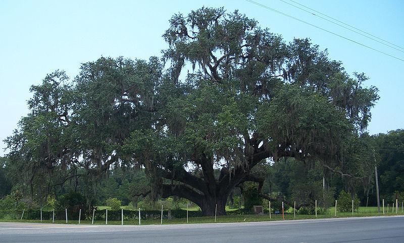 Photo of Live Oak (Quercus virginiana) uploaded by robertduval14