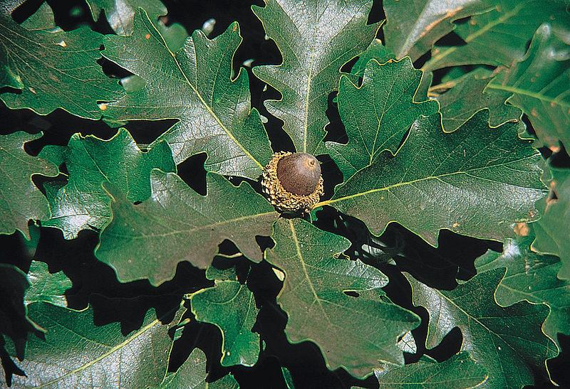 Photo of Bur Oak (Quercus macrocarpa) uploaded by robertduval14