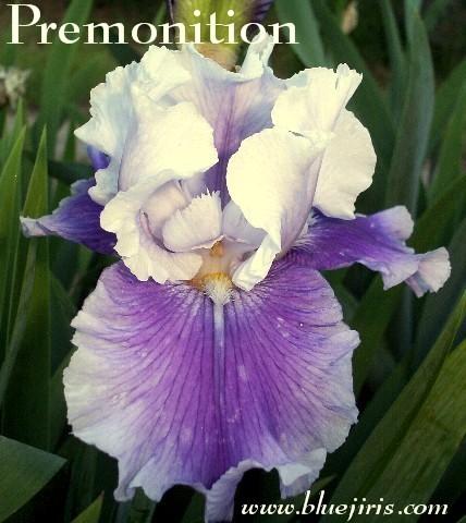Photo of Tall Bearded Iris (Iris 'Premonition') uploaded by Calif_Sue