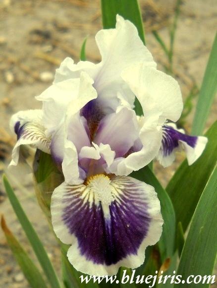 Photo of Standard Dwarf Bearded Iris (Iris 'Puddy Tat') uploaded by Calif_Sue