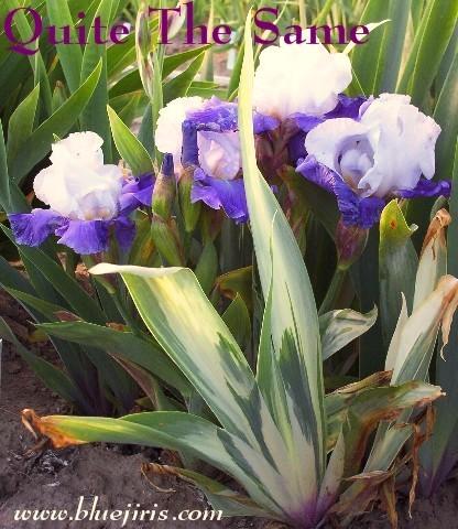 Photo of Tall Bearded Iris (Iris 'Quite the Same') uploaded by Calif_Sue