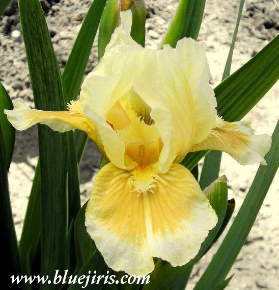 Photo of Standard Dwarf Bearded Iris (Iris 'Pumpkin Center') uploaded by Calif_Sue