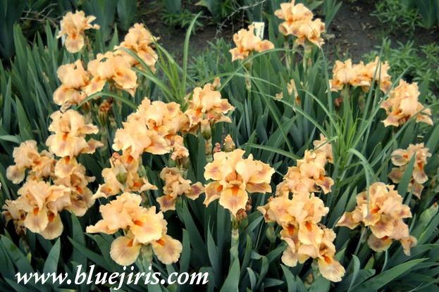 Photo of Intermediate Bearded Iris (Iris 'Pink Pele') uploaded by Calif_Sue