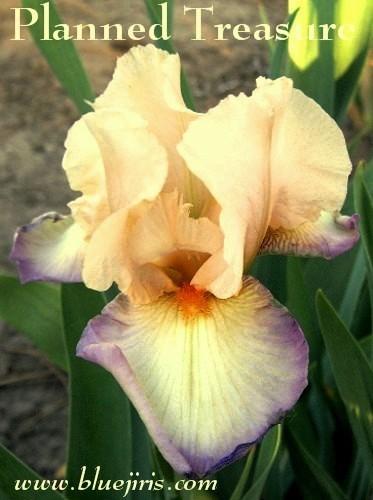 Photo of Tall Bearded Iris (Iris 'Planned Treasure') uploaded by Calif_Sue