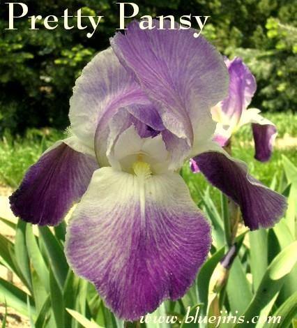 Photo of Tall Bearded Iris (Iris 'Pretty Pansy') uploaded by Calif_Sue