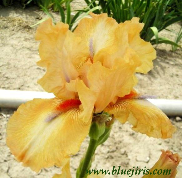 Photo of Tall Bearded Iris (Iris 'Pucker Power') uploaded by Calif_Sue