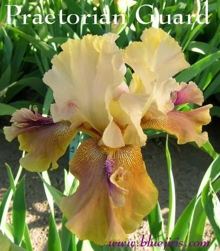 Photo of Tall Bearded Iris (Iris 'Praetorian Guard') uploaded by Calif_Sue