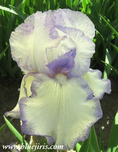 Photo of Tall Bearded Iris (Iris 'Quiet Times') uploaded by Calif_Sue
