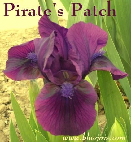Photo of Standard Dwarf Bearded Iris (Iris 'Pirate's Patch') uploaded by Calif_Sue