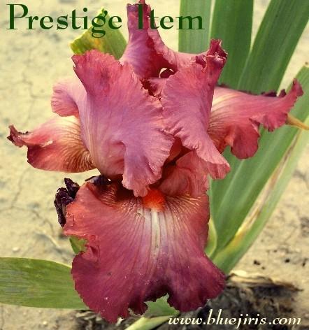 Photo of Tall Bearded Iris (Iris 'Prestige Item') uploaded by Calif_Sue